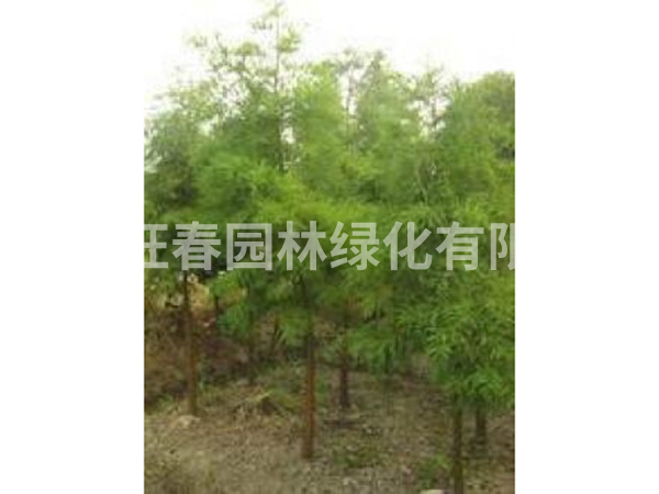 池衫